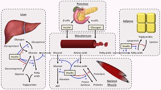 How to Use Your Alirocumab AutoInjector [upl. by Thorrlow]