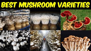 Best MUSHROOM VARIETIES to grow  Delicious Edible Mushroom Variety [upl. by Yelyah]