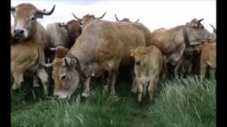 Braford cattle alternative for meat production  TvAgro by Juan Gonzalo Angel [upl. by Eirak]