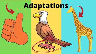 What are adaptations Adaptations in Biology Examples [upl. by Hoxsie316]