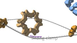 DNA Replication [upl. by Erving]