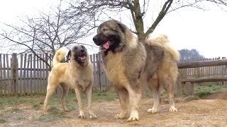 Kangal amp Caucasian Ovtcharka [upl. by Lucia]