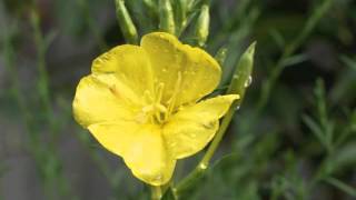 Plant portrait  Evening primrose Oenothera biennis [upl. by Mcclelland]