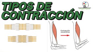 Tipos de Contracción Muscular  Concéntrica excéntrica e isométrica [upl. by Oisacin388]