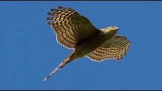 Sparrowhawk Bird Call Bird Song [upl. by Geri]