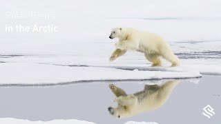 Polar Bears in the Arctic [upl. by Nnybor340]