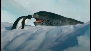 Penguin vs Giant Leopard Seal [upl. by Oninotna]