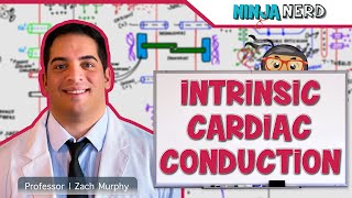 Cardiovascular  Electrophysiology  Intrinsic Cardiac Conduction System [upl. by Trilbee]