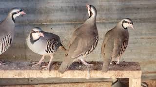 Chukars  Partridge [upl. by Necila887]