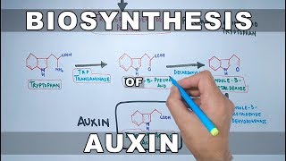 Biosynthesis of Auxin [upl. by Neersin982]