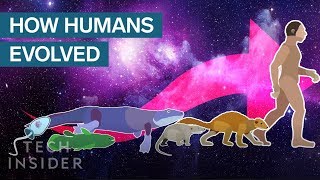 Incredible Animation Shows How Humans Evolved From Early Life [upl. by Adlin899]