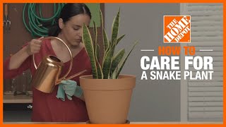 How to Care for a Snake Plant  Indoor Plant Tips  The Home Depot [upl. by Yoko450]