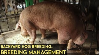 Backyard Hog Breeding Breeding Management  Agribusiness BMEG Episode 8 [upl. by Solegna]