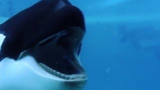 quotBlackfishquot looks at whales in captivity [upl. by Lewap]