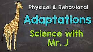 What are Adaptations  Physical Adaptations amp Behavioral Adaptations [upl. by Pokorny610]