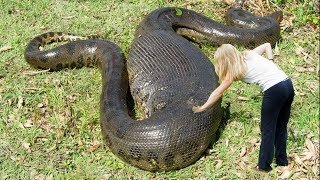 Worlds LARGEST Snakes EVER [upl. by Eylatan]