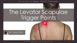 The Levator Scapulae Trigger Points [upl. by Eninaj]