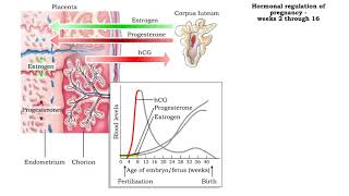 Hormonal regulation of pregnancy  weeks 2 through 38 [upl. by Ahsenek842]