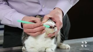 How to Brush Your Cats Teeth  Vet Tutorial [upl. by Lekram]