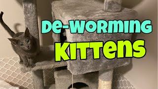 Deworming Kittens [upl. by Alekram240]