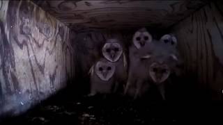 Creepy Cool Barn Owlets Caught on Camera [upl. by Puett]