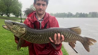 Tiger Musky Fishing from Shore in Southeast Pennsylvania [upl. by Cattan]