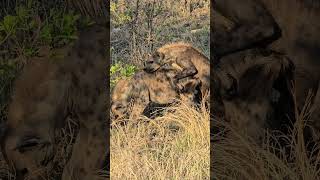 Striped Hyena  National Animal Of Lebanon  Striped Hyena Vs Spotted Hyena [upl. by Leviram]