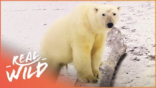 Life With Polar Bears In The Frozen Arctic  Polar Bear Alcatraz  Real Wild [upl. by Honna77]