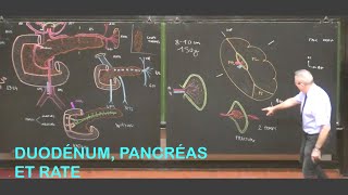 Anatomie du duodénum pancréas et rate Abdomen 2 [upl. by Akitahs610]