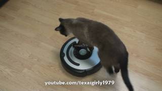 Cat shows HOW TO use iRobot Roomba Vacuum [upl. by Ansev]