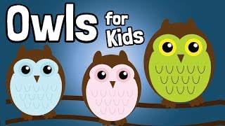 Owls for Kids [upl. by Anaujal]