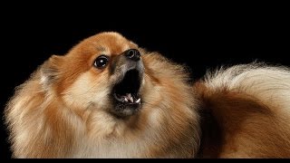 POMERANIAN BARKING  POMERANIAN HOWLING AND BARKING COMPILATION 2016 [upl. by Naedan]