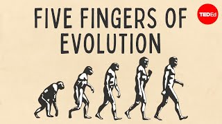 Five fingers of evolution  Paul Andersen [upl. by Ynnej]