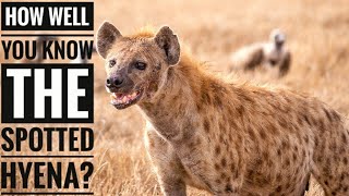 Spotted Hyena  Description Characteristics and Facts [upl. by Leahcimal]