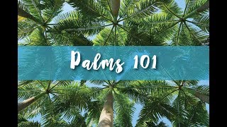 Palms 101 Part 1 [upl. by Kloster]