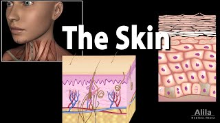 Anatomy and Physiology of the Skin Animation [upl. by Rosanne530]