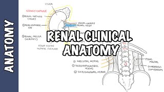 How Kidney Stones are Formed [upl. by Bunder]