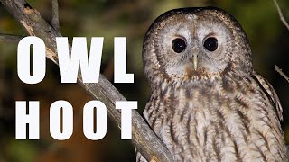 Tawny OWL call at night bird sounds and noises [upl. by Tavi]