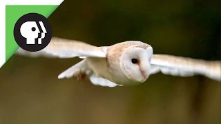 Owl Shows Off Silent Flight Superpower [upl. by Booker48]