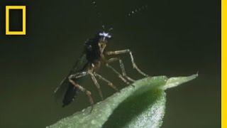 BodySnatching Wasp Larvae Eat Aphids Alive  National Georgraphic [upl. by Napoleon]