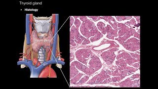 Thyroid and Parathyroid Glands [upl. by Atikahc249]