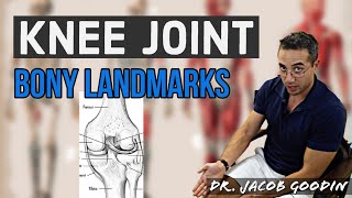 Knee Joint Anatomy Bony Landmarks [upl. by Annwahs]