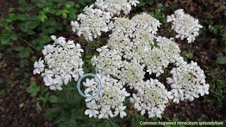 Fiveminute families  Apiaceae [upl. by Larochelle]