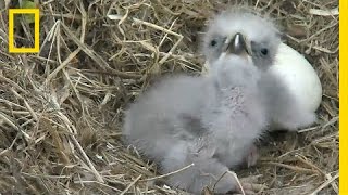 Highlights of Cute Baby Eaglets From DC’s Eagle Cam  National Geographic [upl. by Avrenim420]