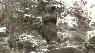 Mating of wild boar [upl. by Arjan]