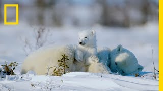 The Life of a Baby Polar Bear  Ep 4  Wildlife The Big Freeze [upl. by Enyala]