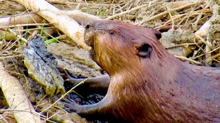 Beavers Working on a DAM [upl. by Gwen]