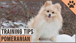 How To Train A Pomeranian  Dog World [upl. by Hoon]