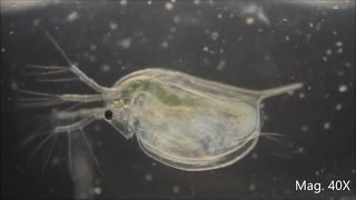 Daphnia magna under the Microscope [upl. by Nadnerb280]