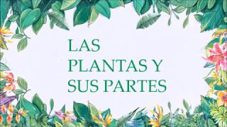 LAS PLANTAS Y SU ESTRUCTURA [upl. by Euell]